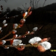 12.3.12 ko�i�ky - prvn� poslov� jara