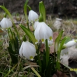 15.3.12, bledule jarn� na b�ehu Merboltick�ho potoka