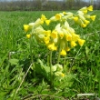 Na str�n�ch Kamence kvete prvosenka vy���, 24.4.2011