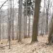 Bukov� les na Kamenci, 8.2.2011