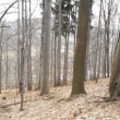 Bukov les na Kamenci, 8.2.2011