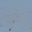Li�ka sl�d� po potrav� - jej� stopa, snad nechyt� toho vz�cn�ho zaj�ce