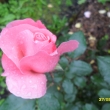 Po��d je�t� kvetou zahr�dky