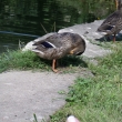 Takhle spole�n� odpo��v�me u rybn�ka 16.7.14