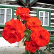 R��e u �p. 173 (rekreace)