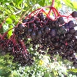 Dozr�vaj� bezinky,22.8.2011