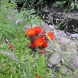 yjestbnk oranov roste u Merboltickho potoka, konec ervna 11