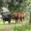 M��ete tu vid�t kon�, kozy, skot, ovce, osla...2010