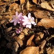 Jatern�k podl�ka r��ov� pod vesnic�, 22.3.2011
