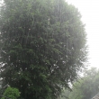 Prudk� d鹻, 20.7.2011