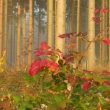 Podzimn rno v lese, Zaje vrch