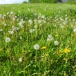 Pampeli�ky odkv�taj�, 13.5.2011