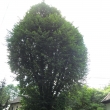 Pam�tn� strom l�pa srd�it� na pozemku pat��c�m k �p. 59 ve st�edu obce