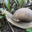 Po sv. Ji��m u� vyl�zaj� i hlem��di, 26.4.12