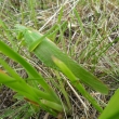 Lu�n� kon�k na Kamenci velk� 8 cm, 17.7.2011