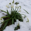 2.4.15 zima se vr�tila