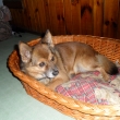 Pan Li�ka (um�el mi 13.11.12, bylo mu v�c ne� 15 let)