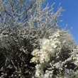 Z�plava kv�t� na �pat� Kamence 24.4.2011