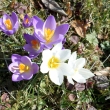 20.3.16 krokusy kvetou u� t�den