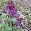 23.3.17 Dymnivka u Merboltick�ho potoka