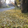 Pam�tn� l�pa opad�v�, velk� mno�stv� list� ka�d� rok hrabeme a ukl�z�me (l�pa je na na�em pozemku)