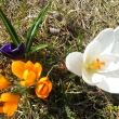 15.4.13. krokusy, jaro u� je v pln�m proudu, v�e za��n� kv�st