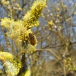 Vrba j�va je obsypan� v�elami, 24.3.12