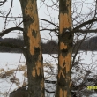 Stromy okousan jeleny