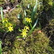 K�ivatec u Merboltick�ho potoka 30.3.2011