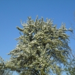 U� kvetou i hru�n� ( v n��in�ch odkv�taj�� 24.4.2011