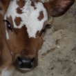 Jmenuju se Beru�ka a m�ma m� nechce, krm� m� pani�ka z l�hve, z��� 2014