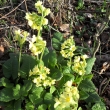 Petrkl��e 4.4.2011