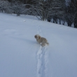 5.1.17,    20cm pra�anu