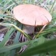 26.9.2015 kone�n� za�aly r�st houby po velmi such�m l�tu