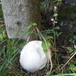 Vatovec, lidov� koule, budou ��zky :-)