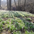 Po��d je�t� kvetou bledule u na�eho potoka 5.4.2011