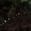 18.10.2016 houby rostou v kruhu, pr�m�r kruhu je asi 10 m, proto se neve�el cel� kruh na fotku