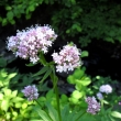 U Merboltick�ho potoka 29.5.2011