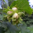 L�skov� o���ky, bude jich spousta, 22.7.2011
