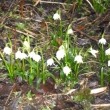 Prvn� bledule 17.3.2011