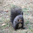 Veverka obecn� (Sciurus vilgaris) �ern� forma