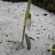 10.3.13. prvn� posel jara