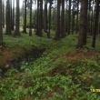 Zbytky �toly - ze�, les nad Merbolticemi, srpen 2013