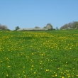 Jaro jak se pat��... 24.4.2011