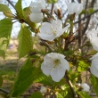 Kvetou t�e�n� 19.4.2011