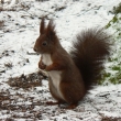 Veverka obecn� (Sciurus vilgaris) �erven� forma