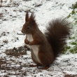 Veverka obecn (Sciurus vilgaris) erven forma