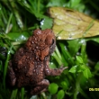 mlad� ropucha