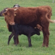 Kone�n� se narodil kluk - Bert�k