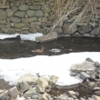 Divok� kachny se vr�tily na Merboltick� potok, 3.3.2011